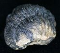 Bumpy, Enrolled Barrandeops (Phacops) Trilobite #11280-1
